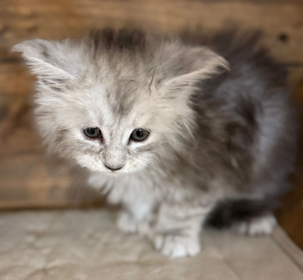 Brooke- 6 weeks