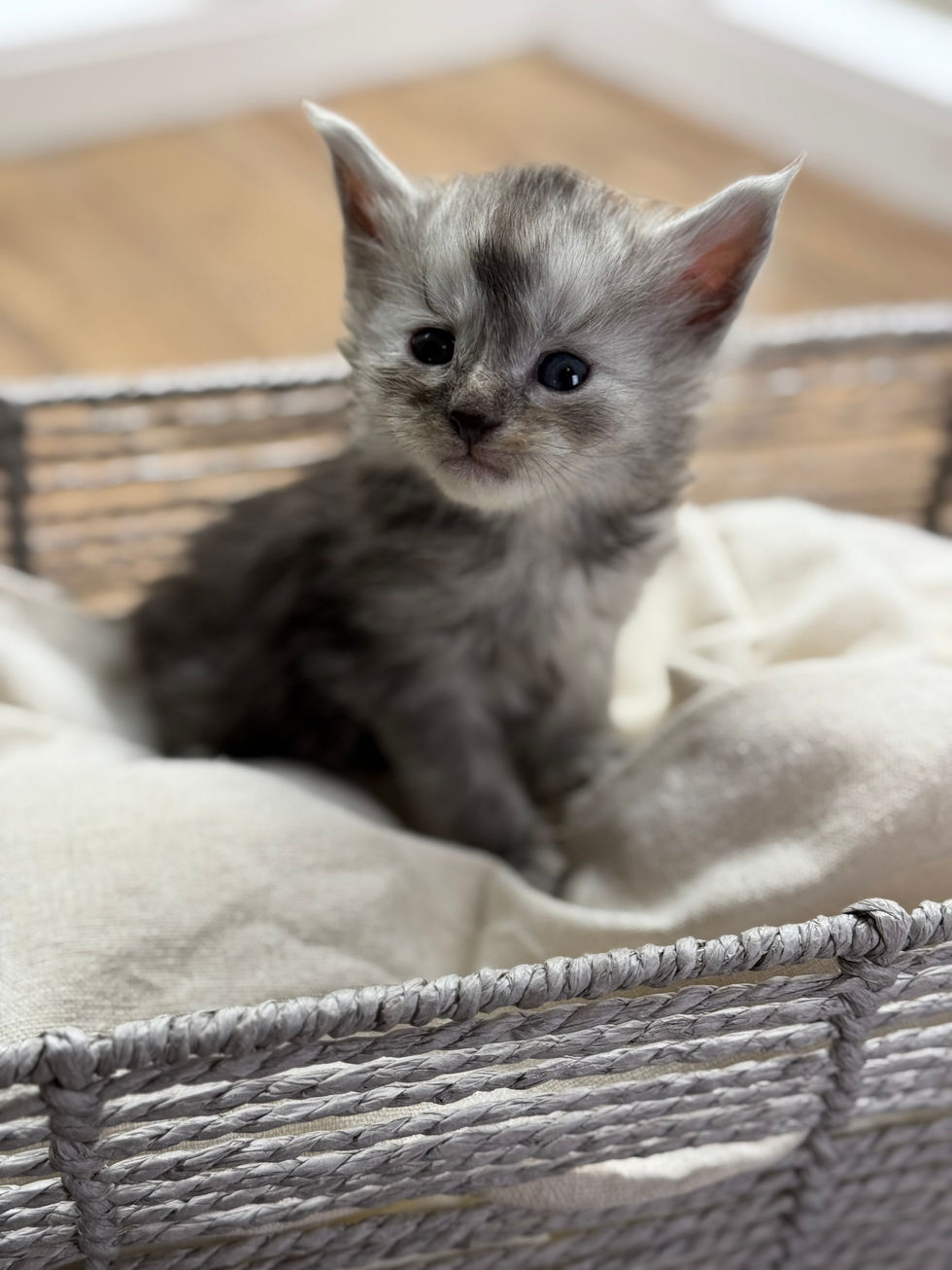 Ash- 4 weeks