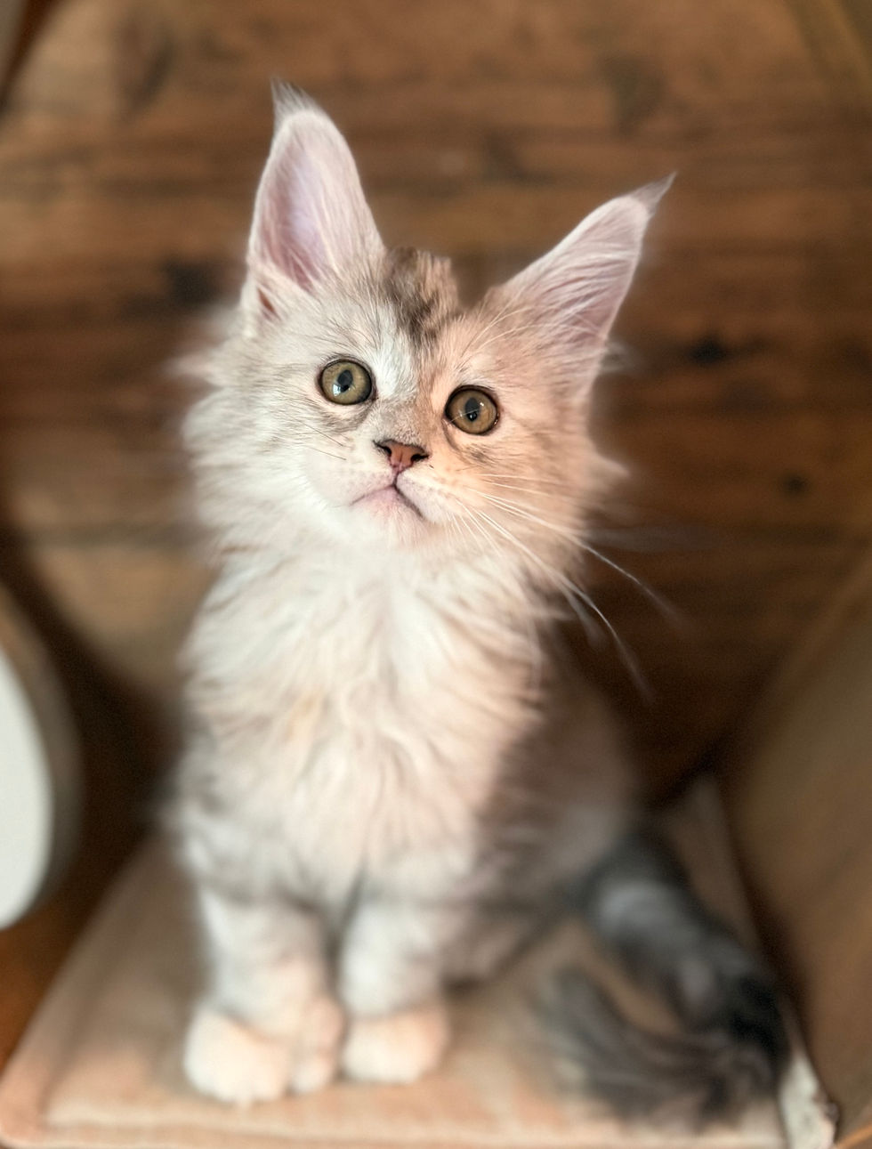Josie- 8 weeks
