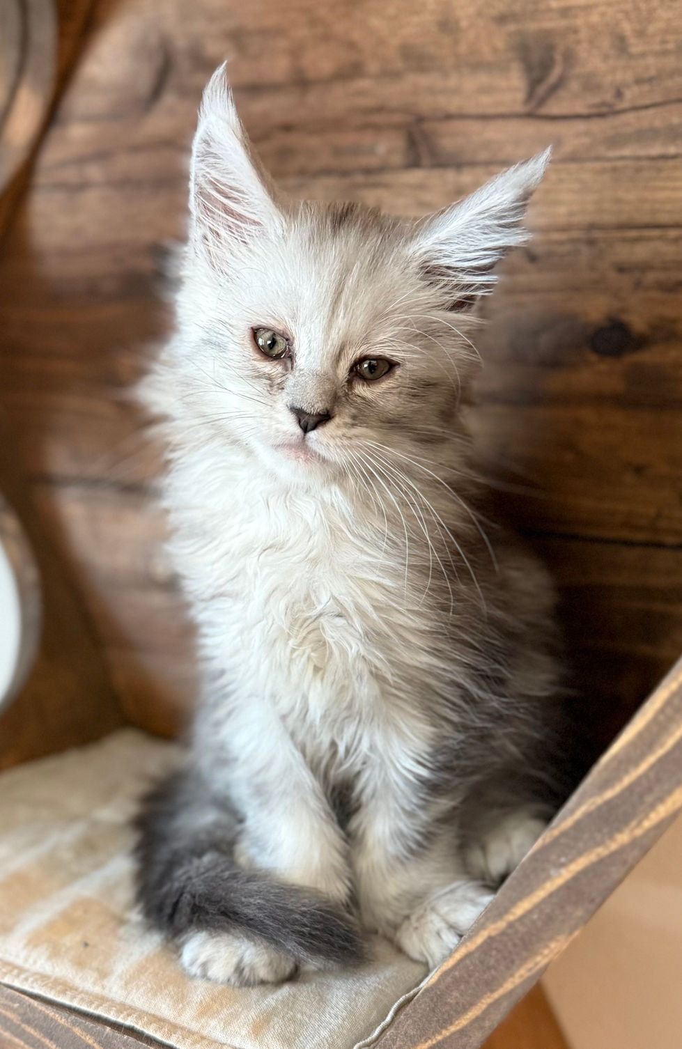 Brinley- 8 weeks