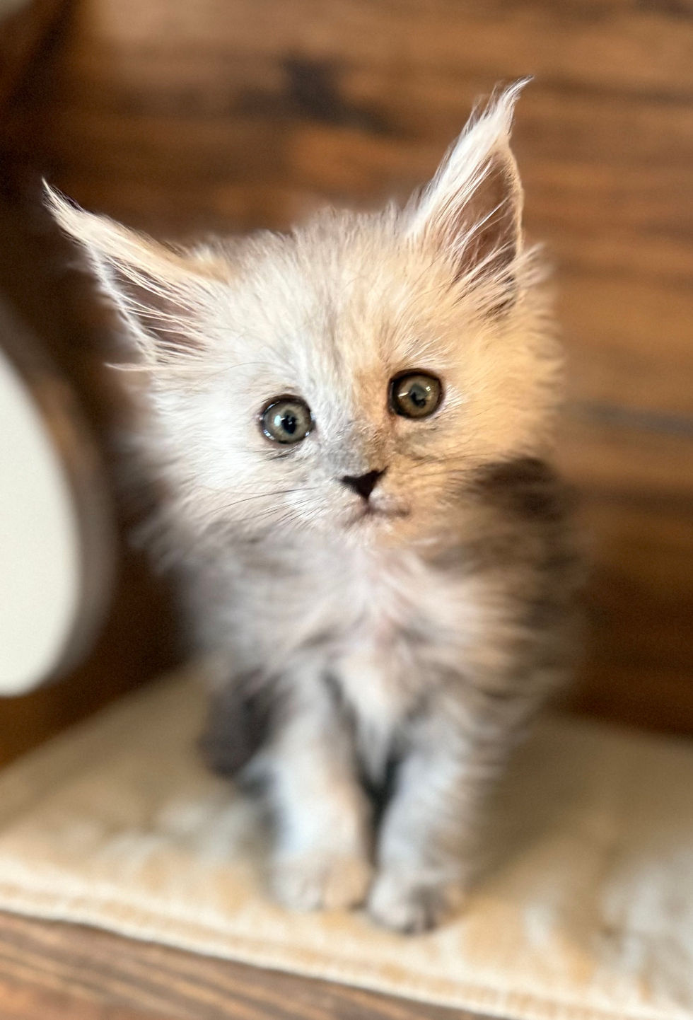 Ayla - 8 weeks