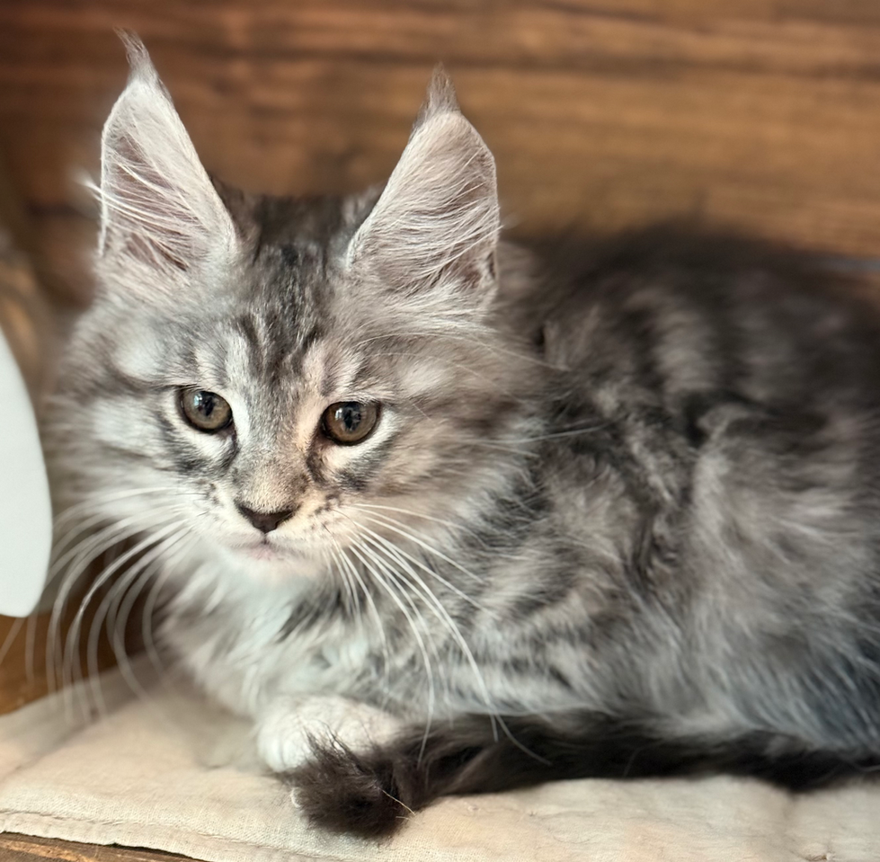 Danny - 10 weeks