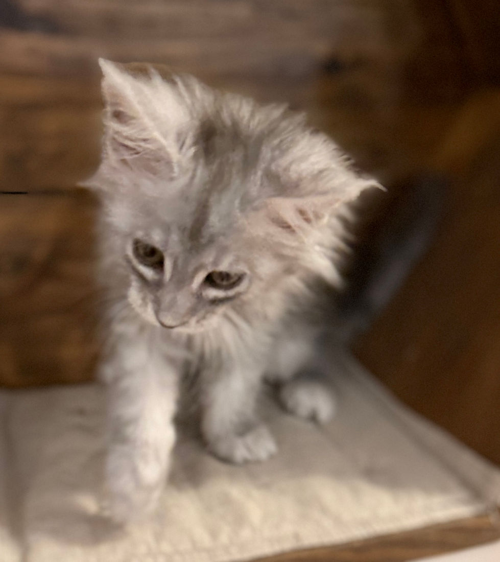 Astrid- 8 weeks