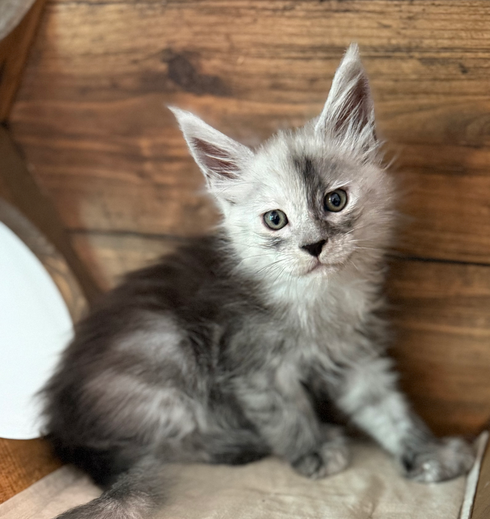 Howie- 6 weeks #2