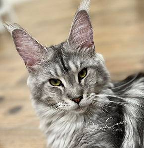 PalicoCoons | Our Maine Coon Breeding Cats