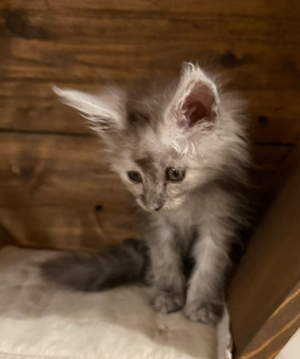 Ash- 9 weeks