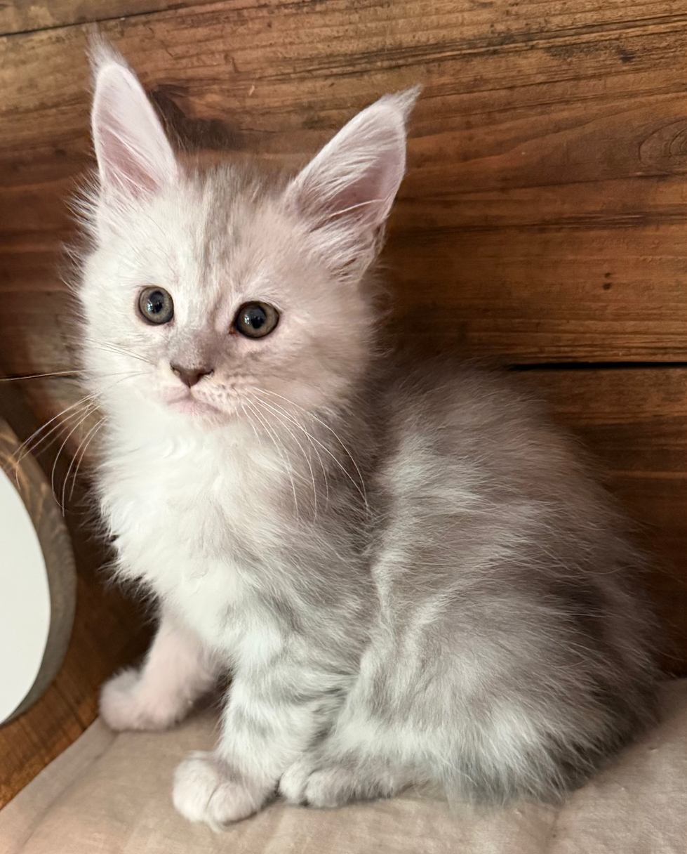 Honey- 6 weeks #12