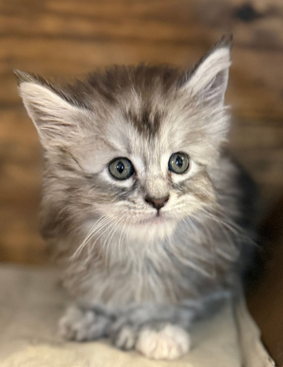 Bella- 6 weeks