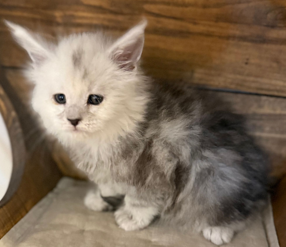 Calla- 6 weeks