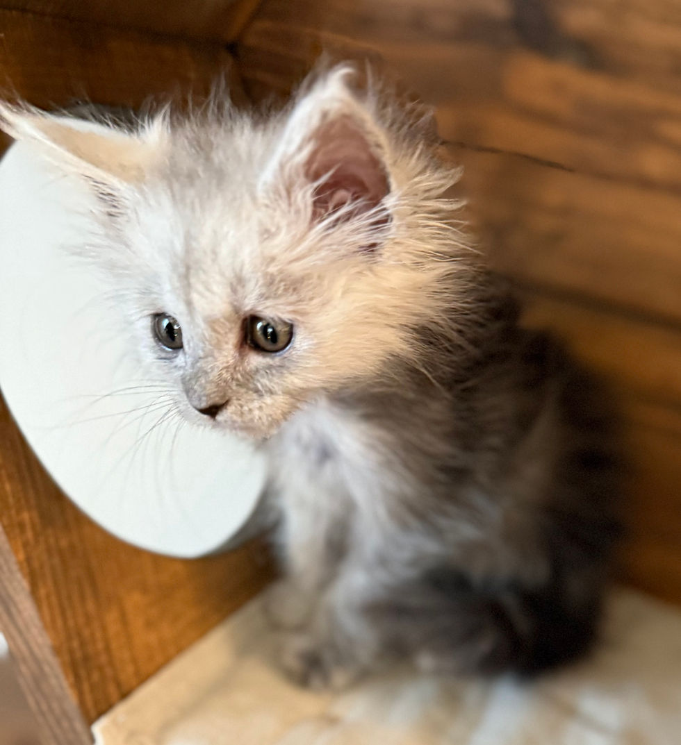 Ayla - 8 weeks