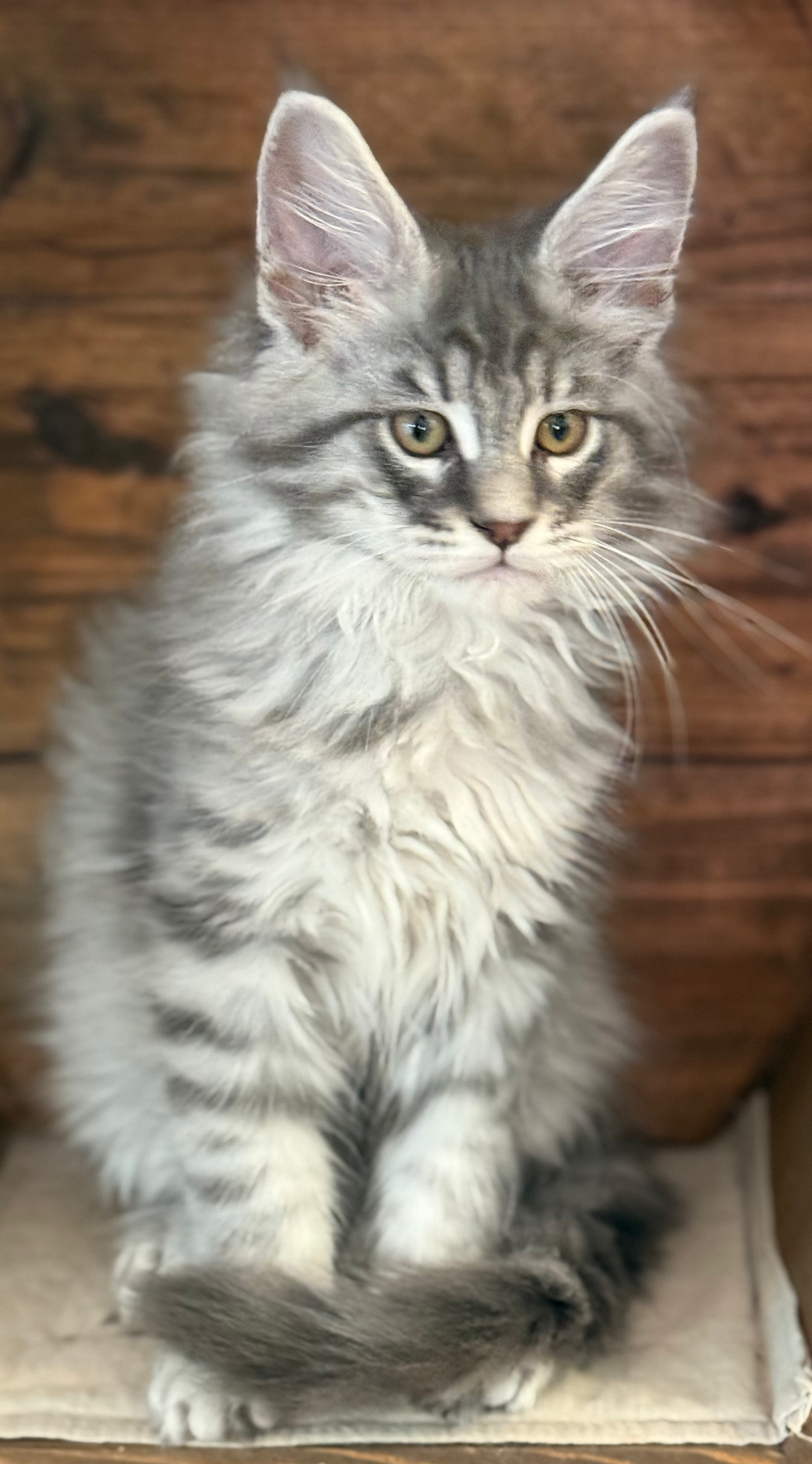 Dash - 11 Weeks