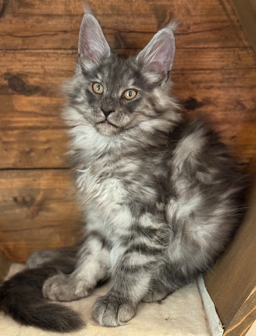  D'Artagnan - 11 Weeks