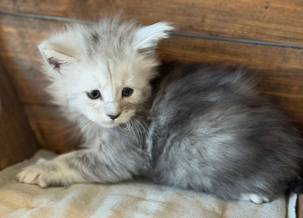 Brinley- 5 weeks