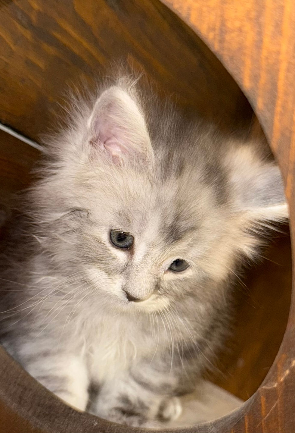 Bond- 6 weeks