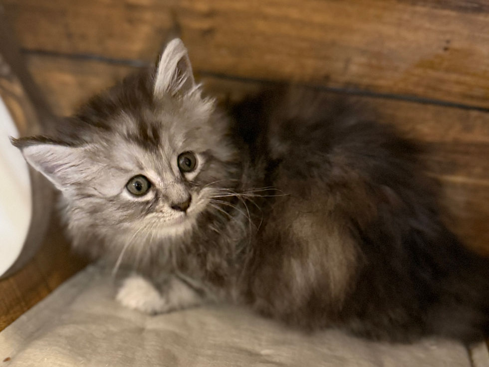 Bella- 6 weeks