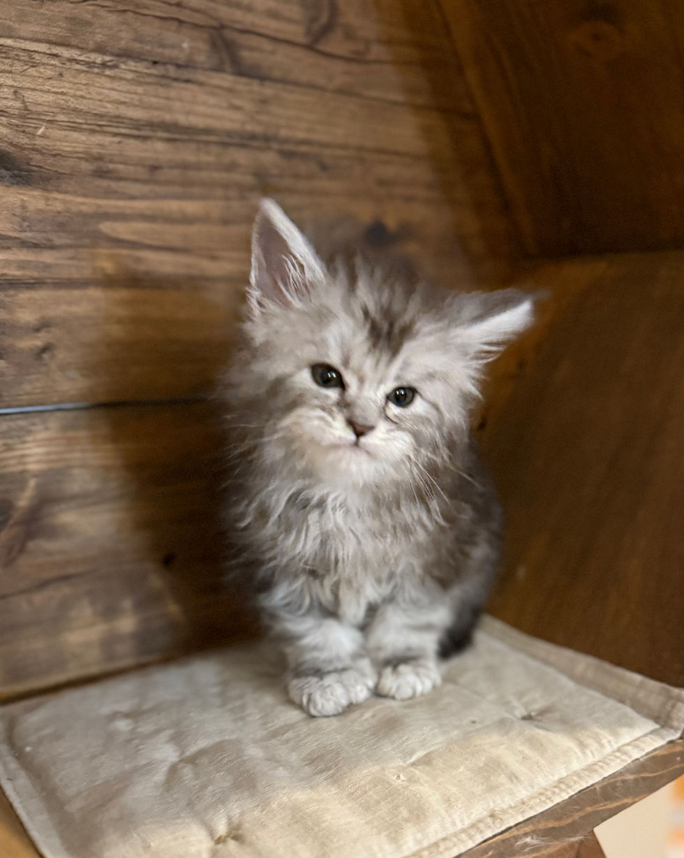 Bree- 6 weeks