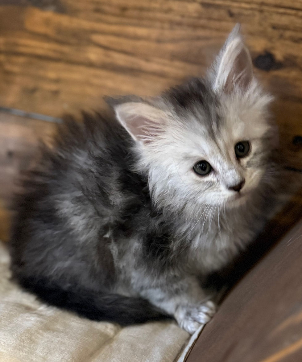 Billie- 6 weeks