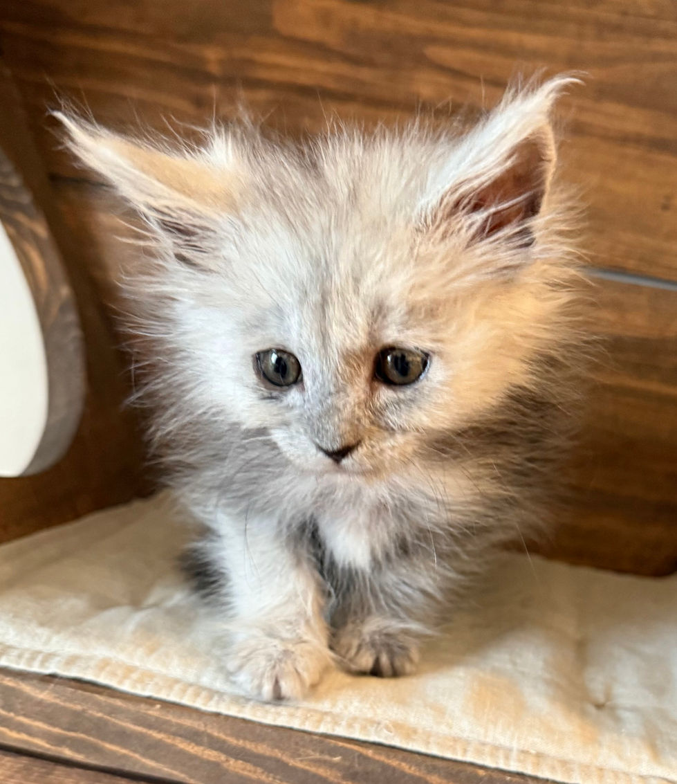 Ayla - 8 weeks
