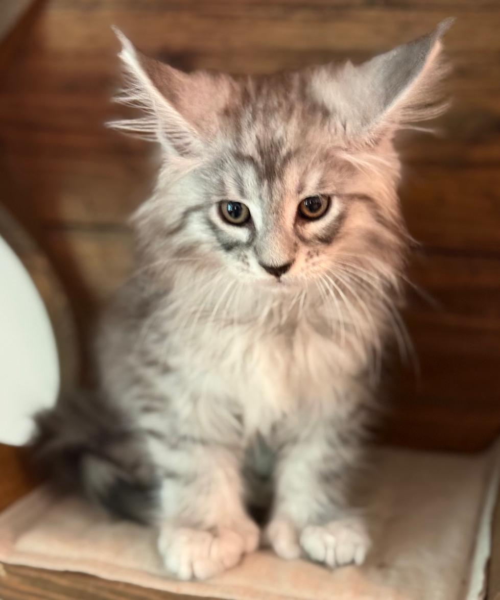 Diego - 10 weeks