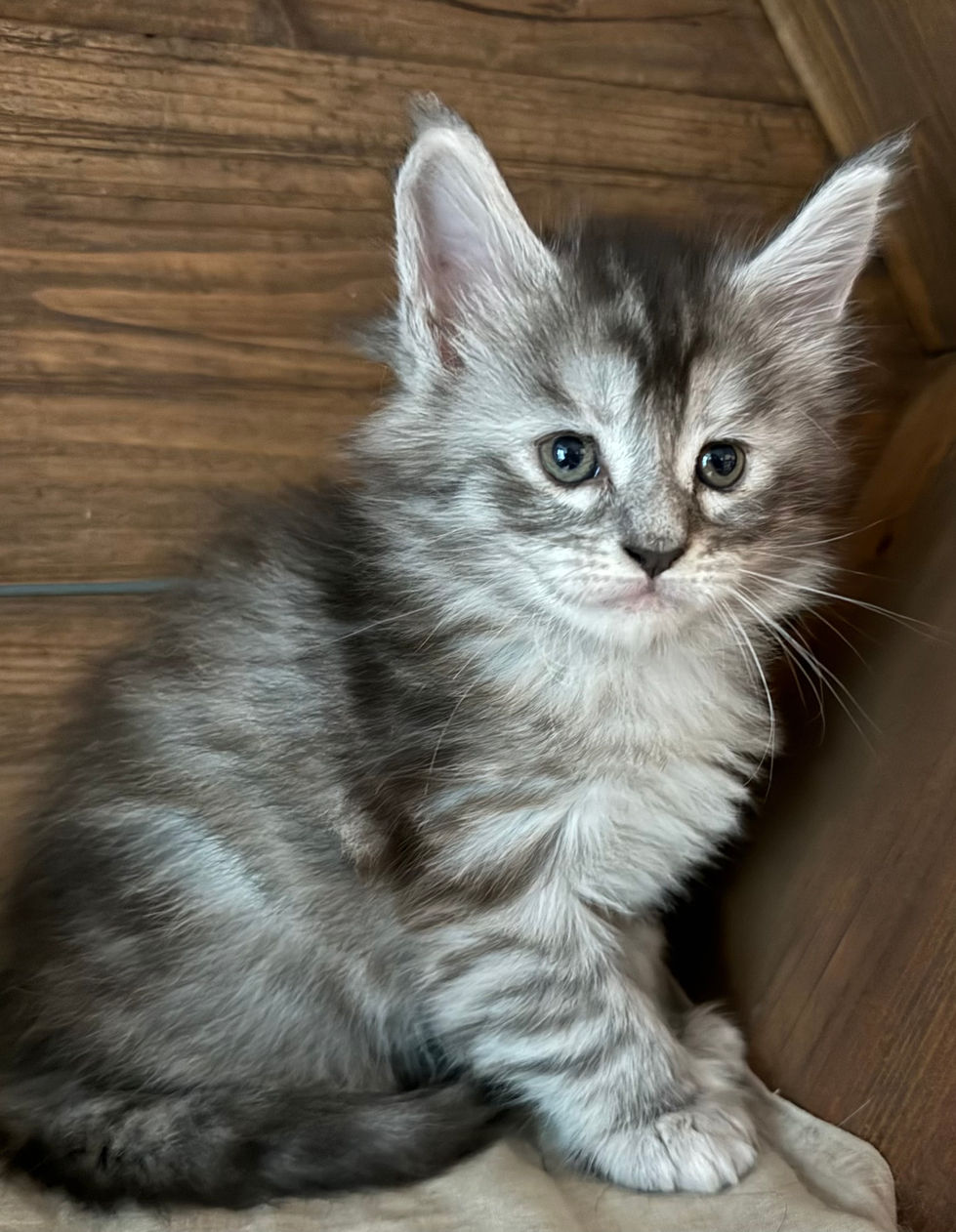 Joy- 5 weeks