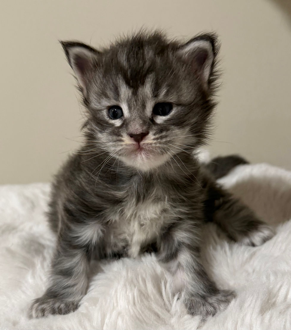 Kobe- 3 weeks