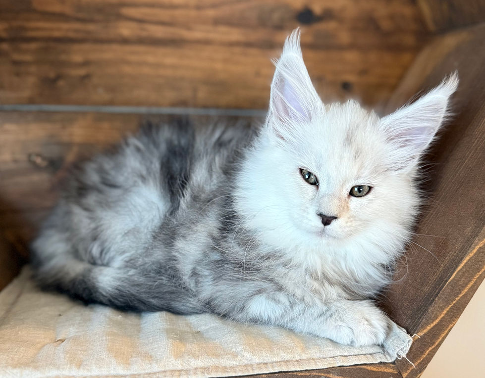 Calla- 8 weeks