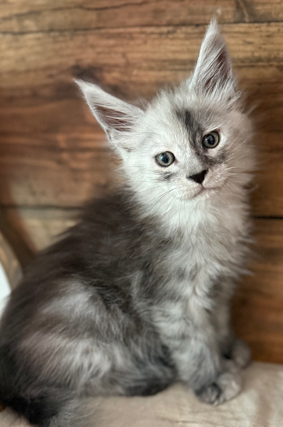 Howie- 6 weeks #10
