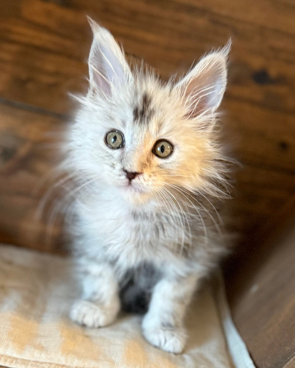 Aero - 8 weeks