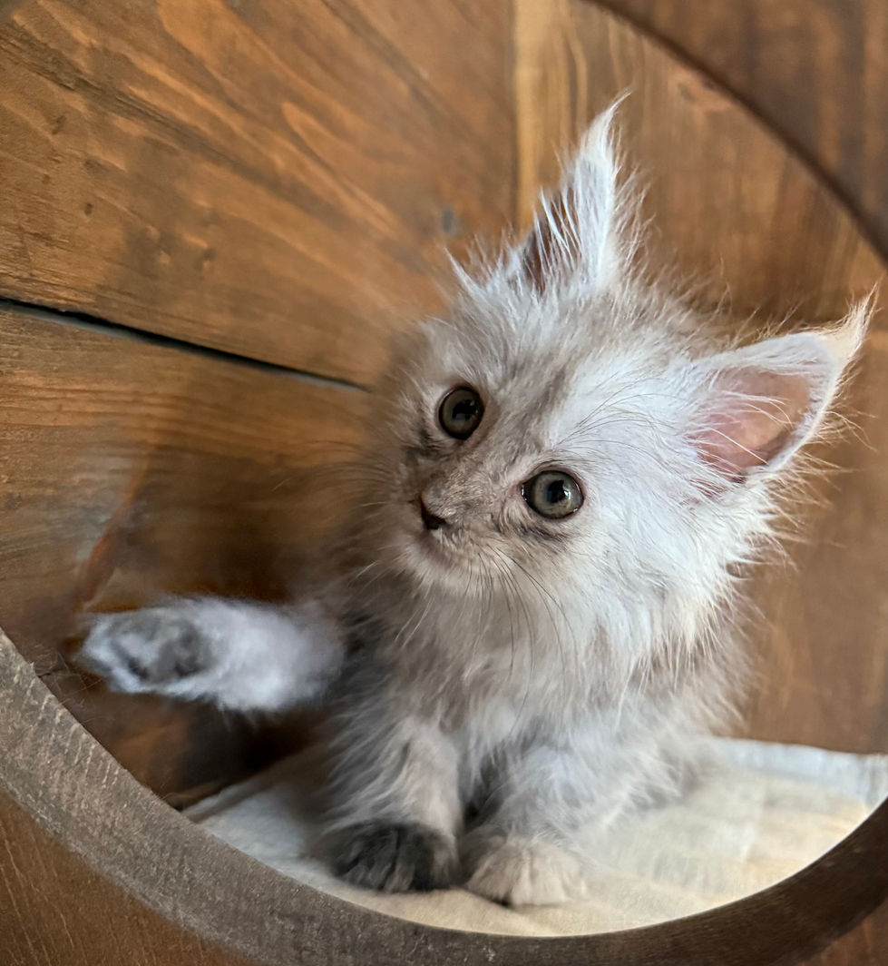Araelia- 8 weeks