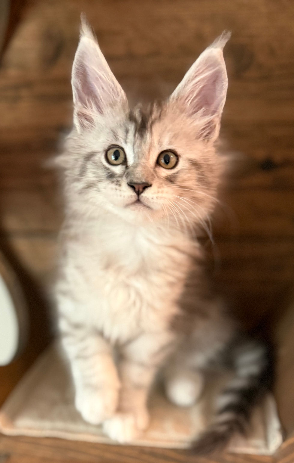 Jackson- 8 weeks