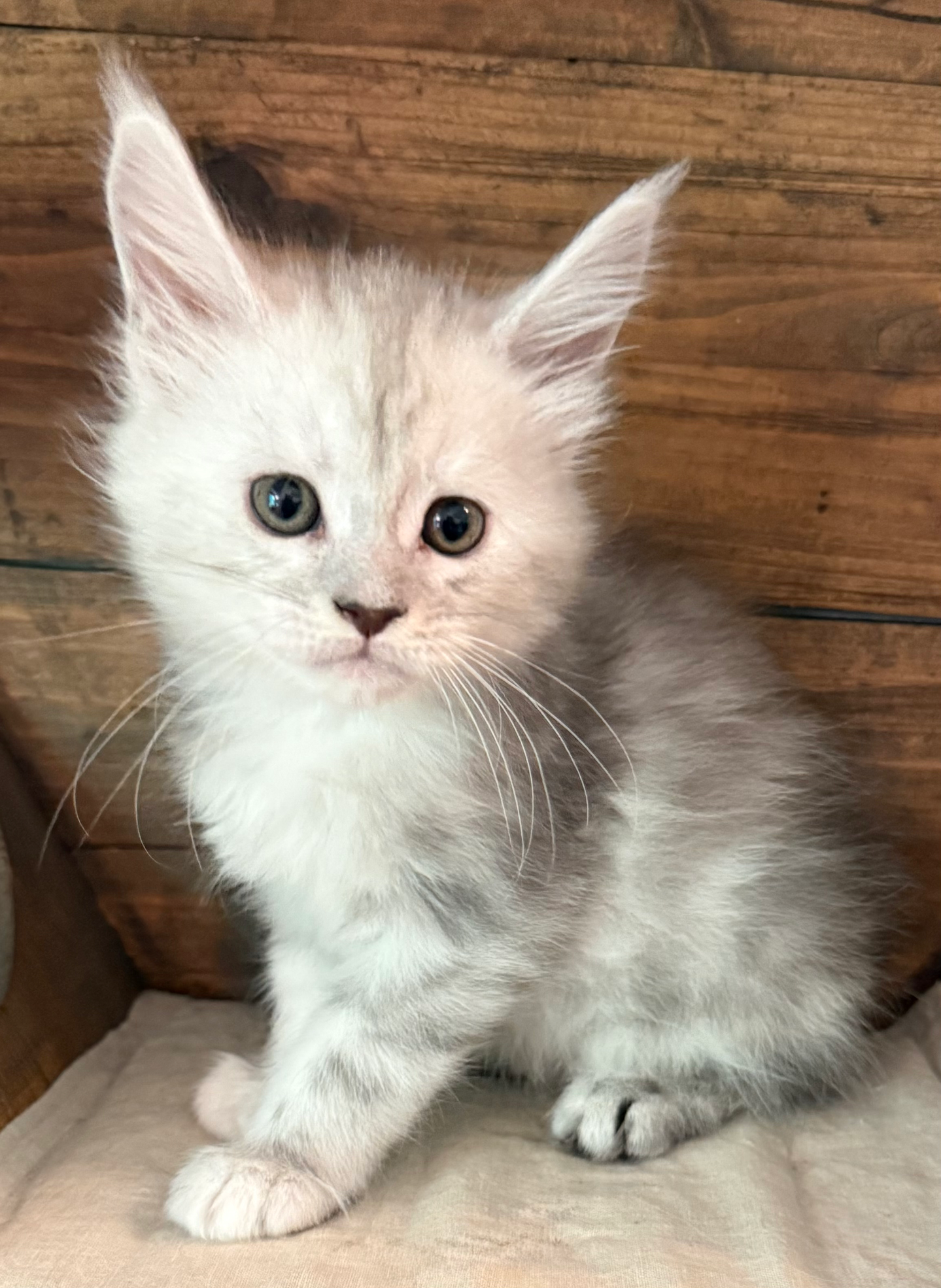 Honey- 6 weeks #4