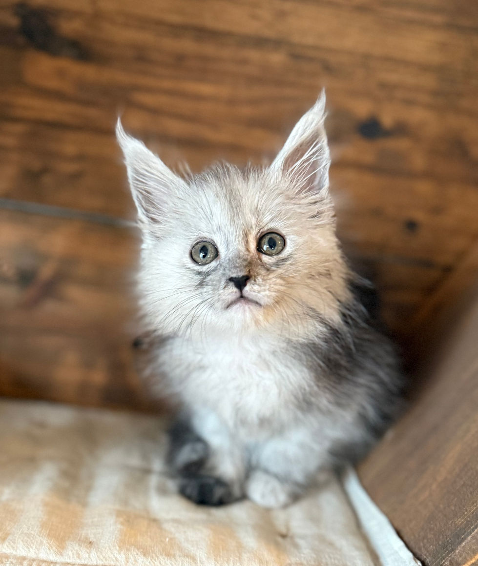 Araelia- 8 weeks
