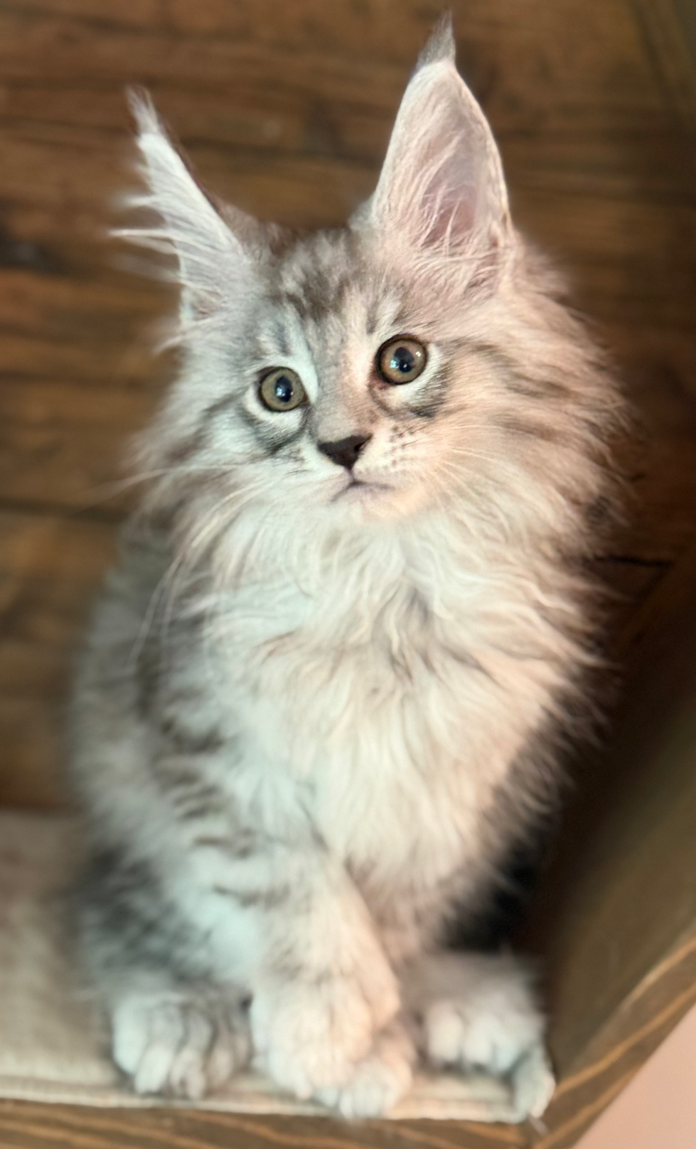 Diego - 10 weeks