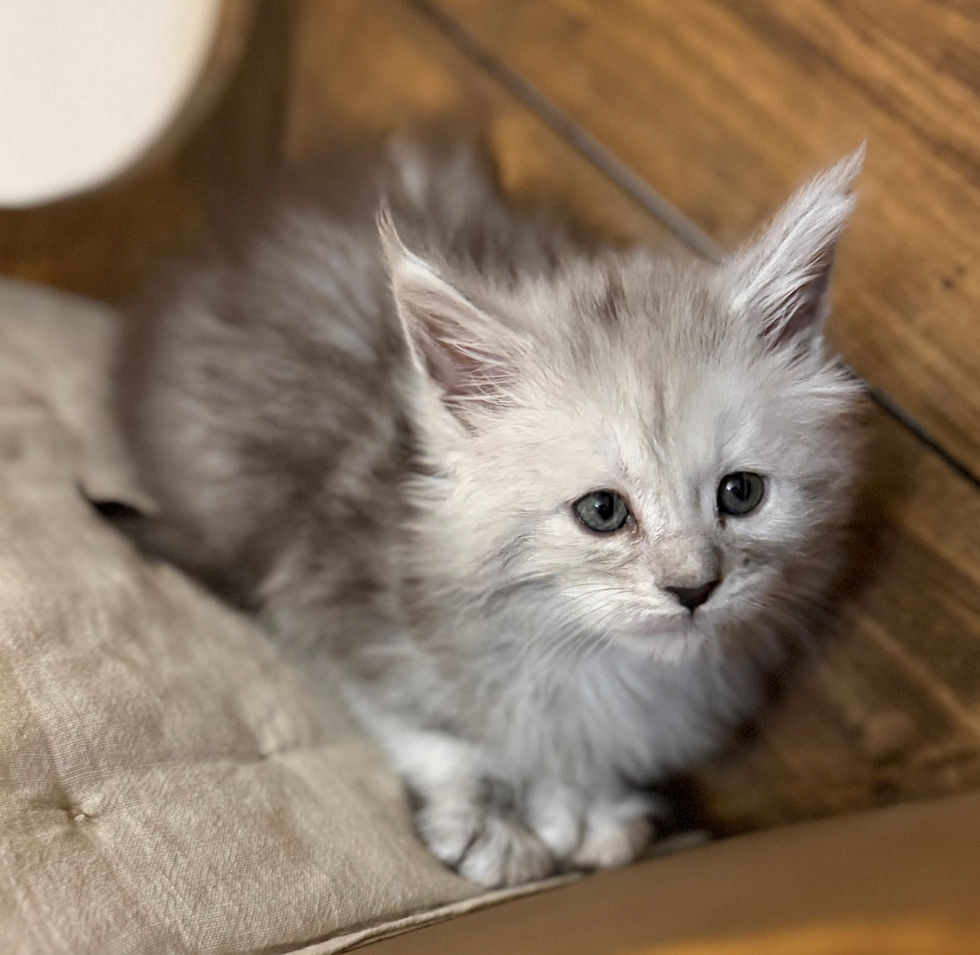 Brinley- 6 weeks