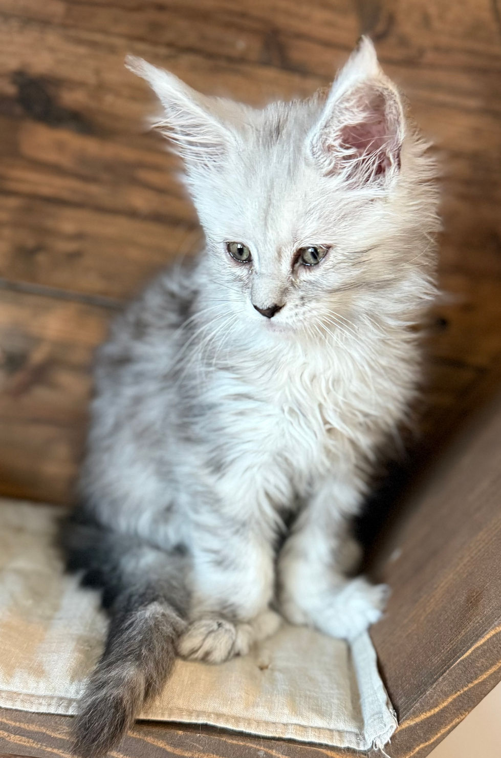 Brinley- 8 weeks