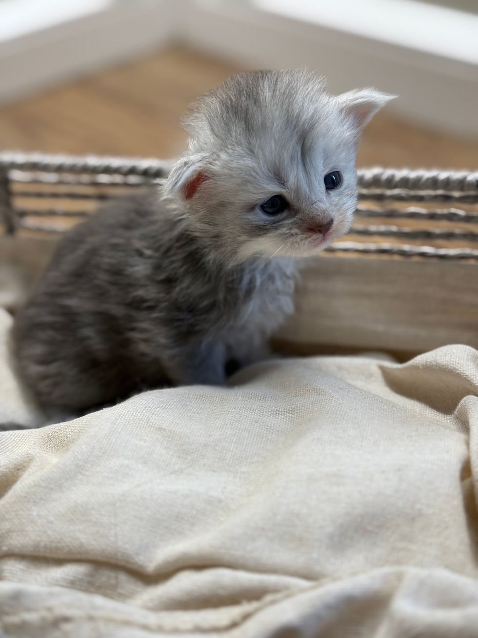 Araelia- 3 weeks