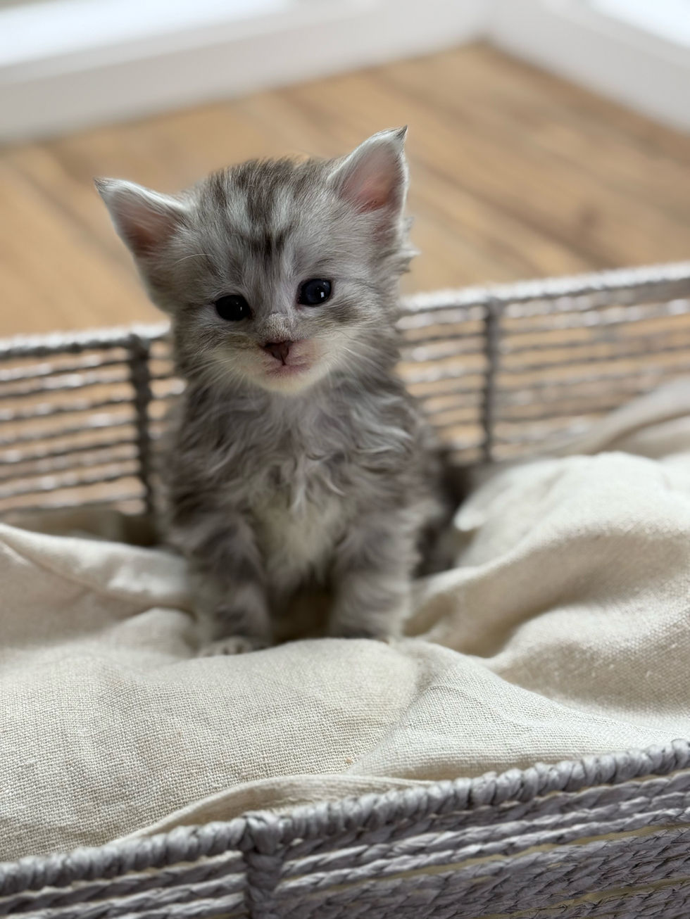 Axel- 4 weeks