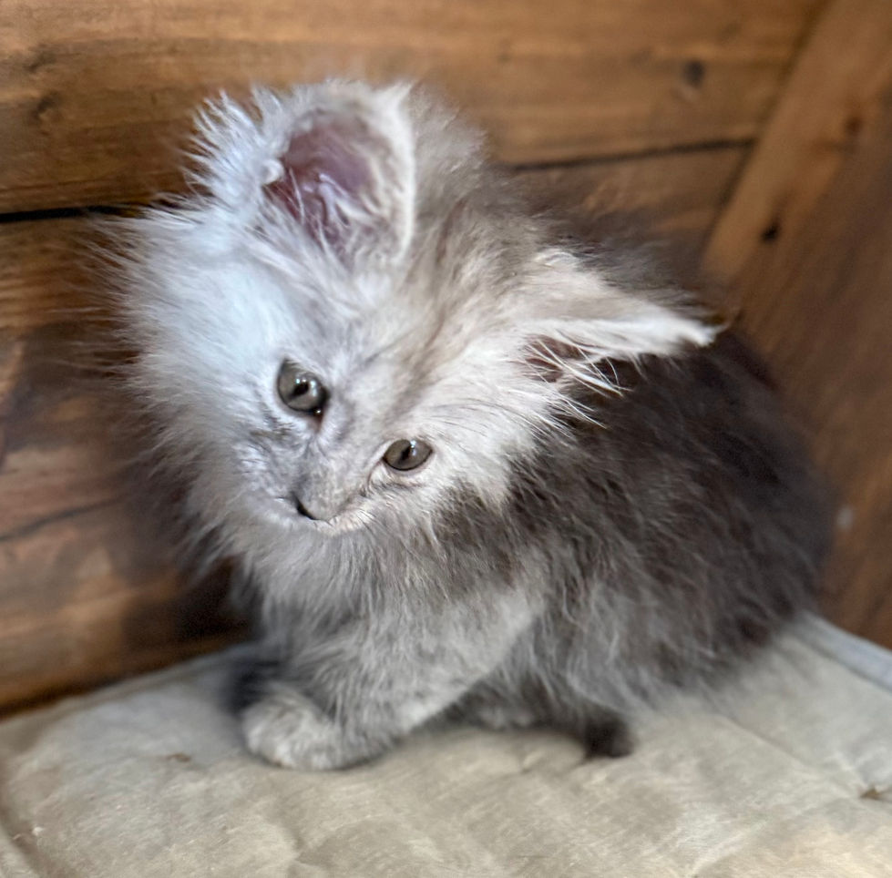 Araelia- 8 weeks