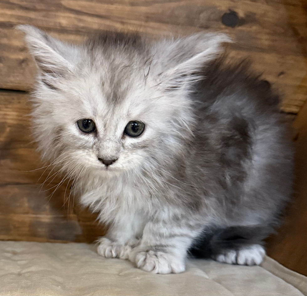 Brooke- 6 weeks