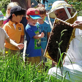 Bee%2520picture_edited_edited_edited.jpg