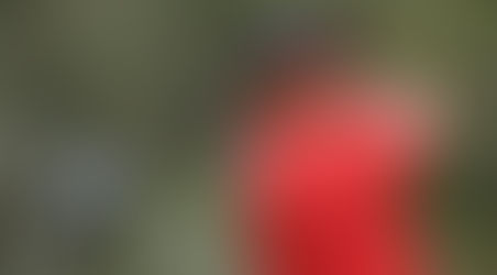 Tiger Woods annonce se retirer temporairement pour suivre un traitement après son arrestation