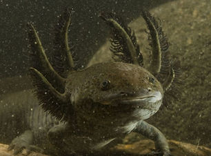 Imagen de MONGABAY