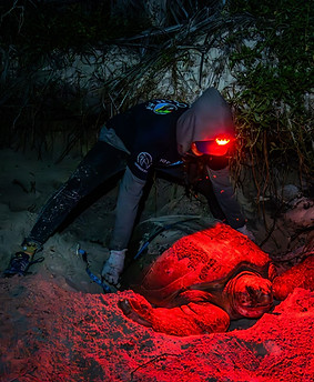 Nuestros servicios CGAIA.jpg