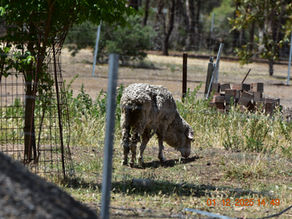 Huntly Cruelty Case #17915