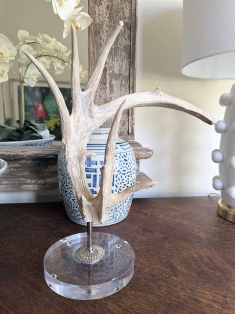 Thumbnail: Palmated Whitetail Antler on Acrylic Base