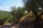IMGP6579_edited.jpg