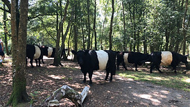 Belted Galloways