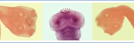 Colección de taenias