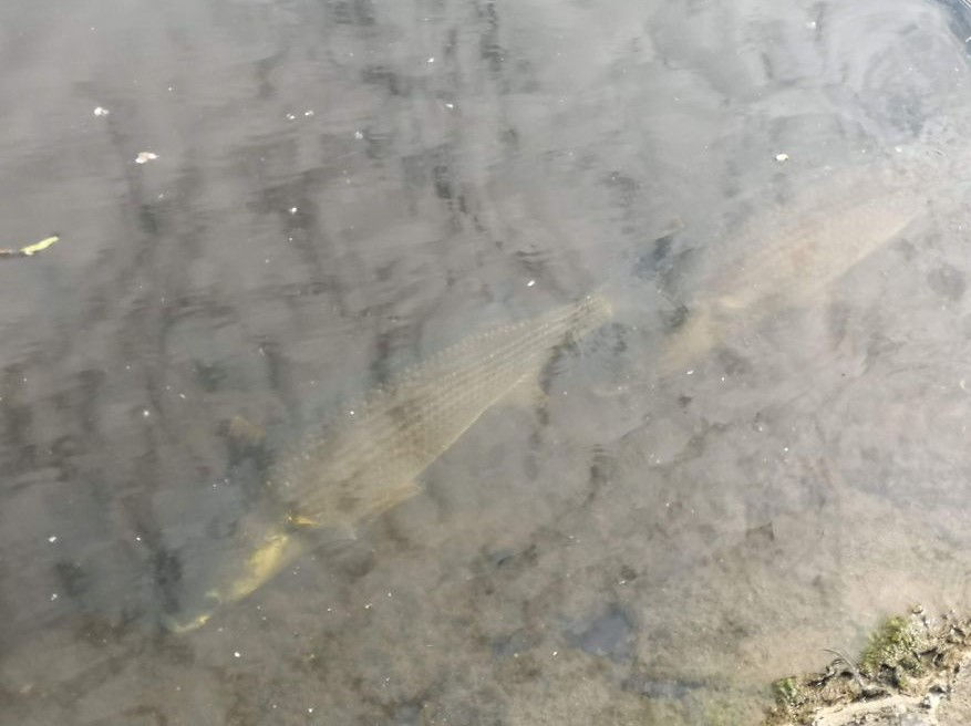 Big fish in the canal