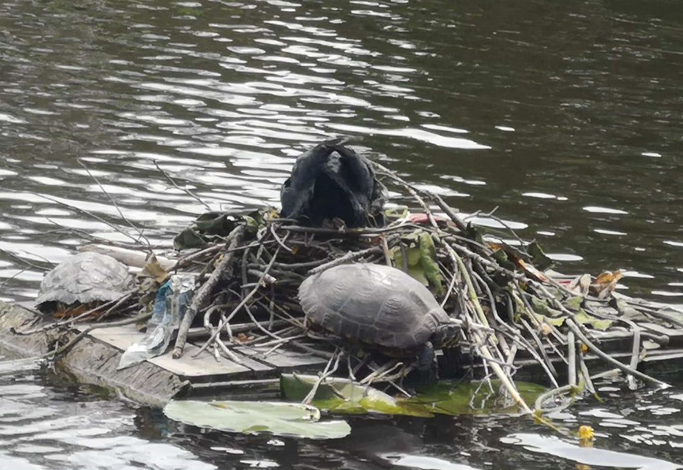 turtle and trash in Amsterdam